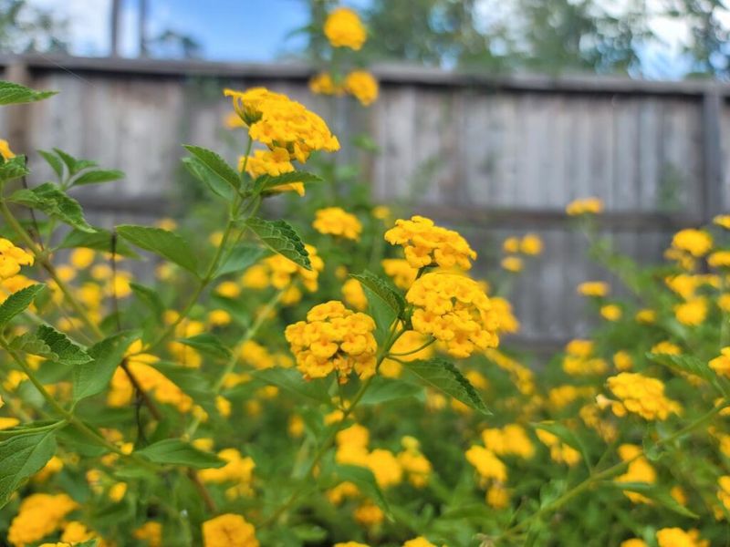 New Gold Lantana Adds Long-Lasting Color With Less Fuss New Gold Lantana Adds Long-Lasting Color With Less Fuss