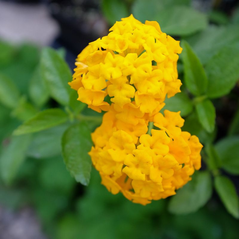 New Gold Lantana Brings Color Through Texas Heat New Gold Lantana Brings Color Through Texas Heat