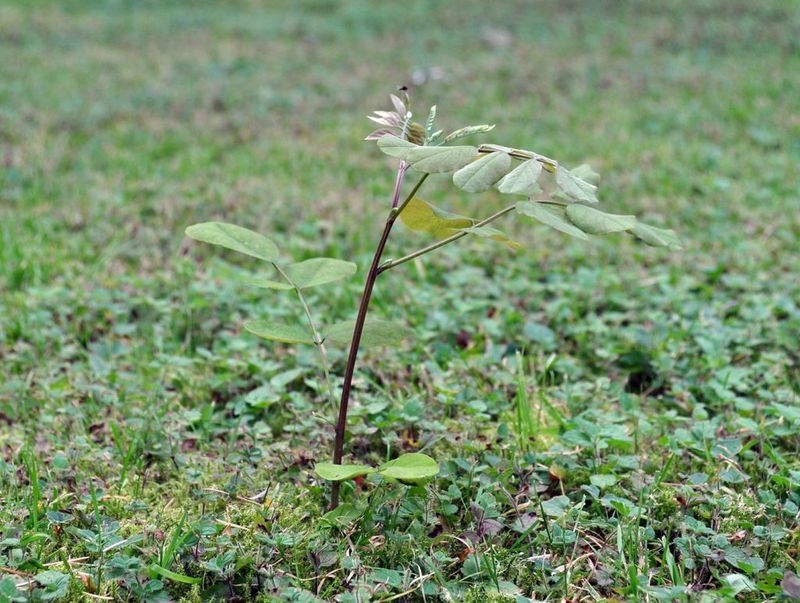 New Growth Can Be More Harmful