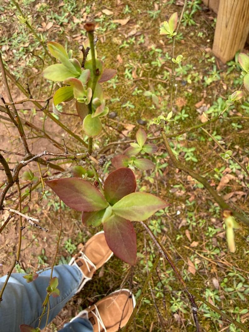New Growth Looks Smaller Or Slower