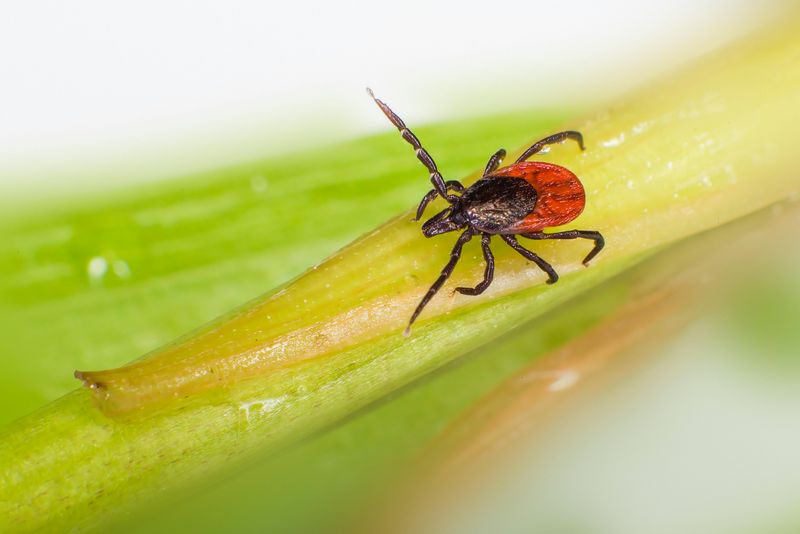 New Jersey Already Has A Serious Tick Problem