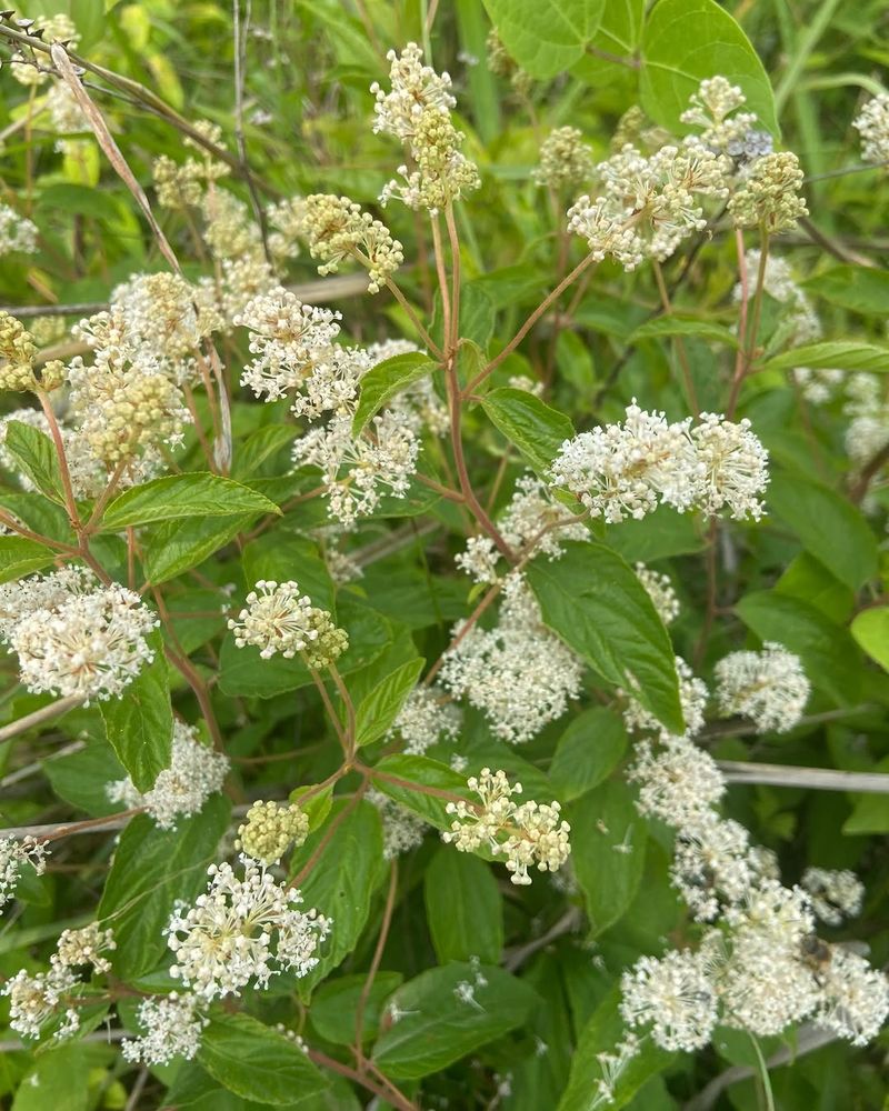 New Jersey Tea (Ceanothus americanus) Strengthens Dry Garden Soil