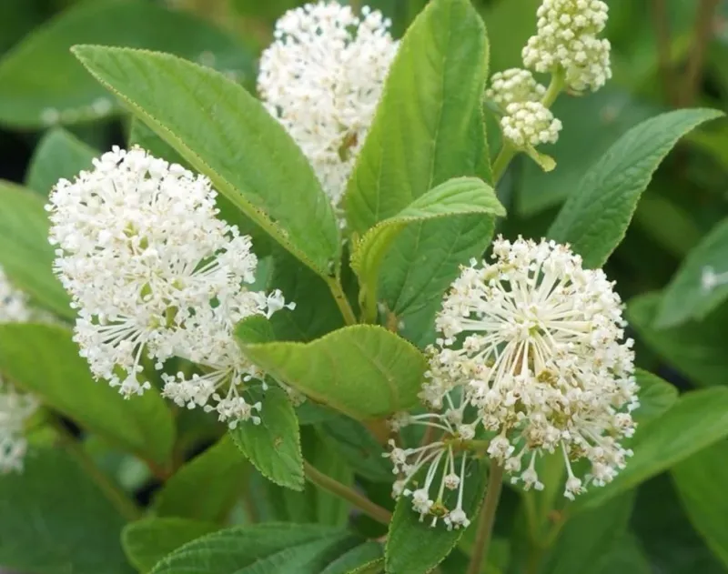 New Jersey Tea Protects Soil On Slopes New Jersey Tea Protects Soil On Slopes