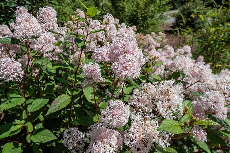 New Jersey Tea Stays Strong In Tougher Spots New Jersey Tea Stays Strong In Tougher Spots