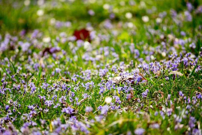 New Jersey's May Is Already Working Against Your Lawn