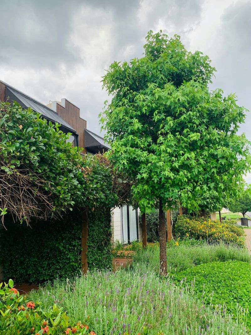 New Jersey's Tree Laws Are No Joke, And Ignoring Them Can Cost You
