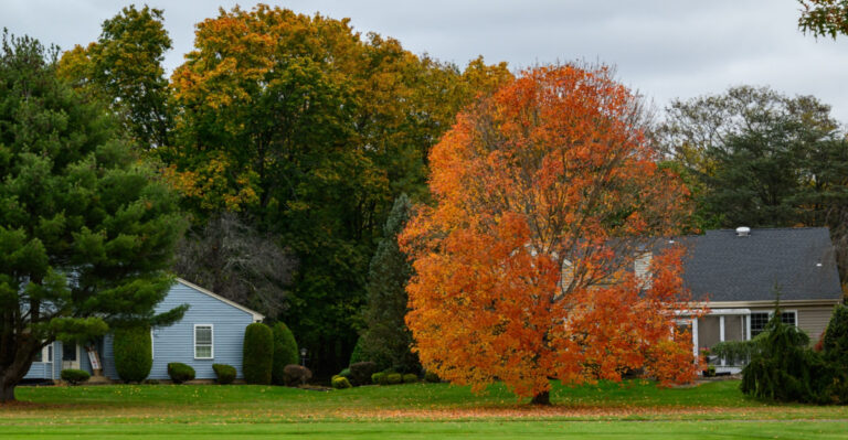 New Jersey’s Tree Laws Are No Joke, And Ignoring Them Can Cost You