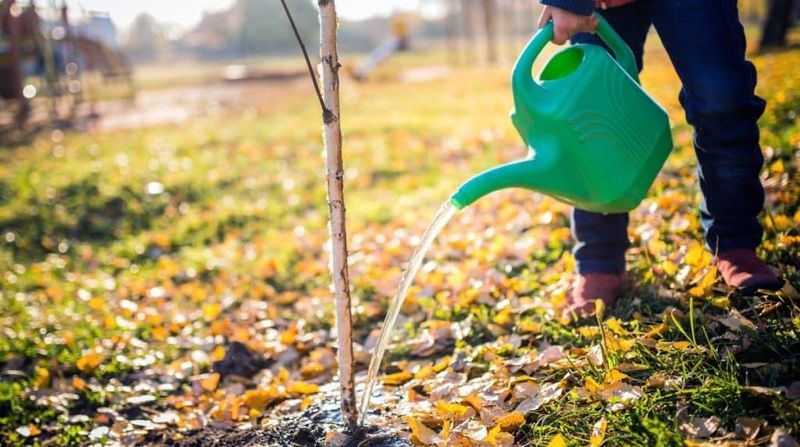New Plantings Can Need Water More Often Than Established Plants