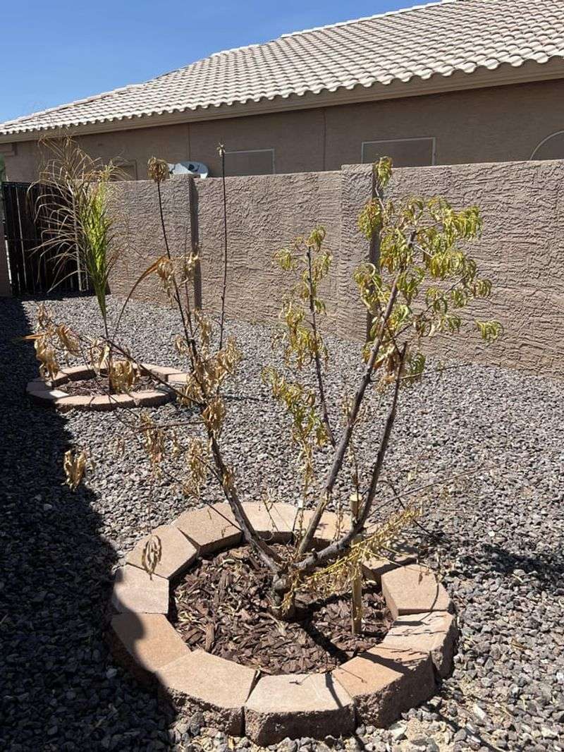 New Roots Struggle To Keep Up With May Heat