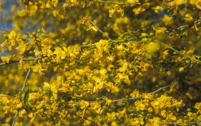 New Seed Pods Often Begin Forming Right After Blooming Ends