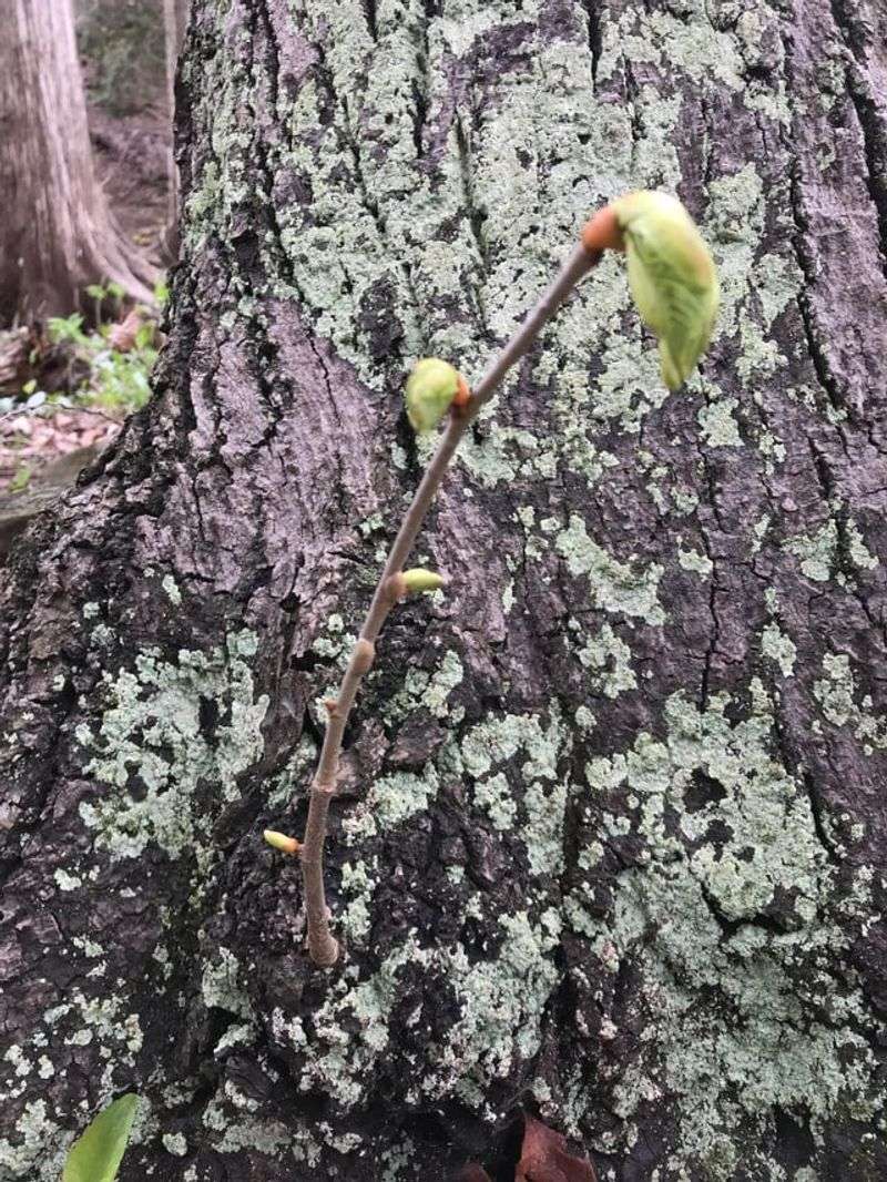 New Shoots Sprouting From The Trunk Or Base