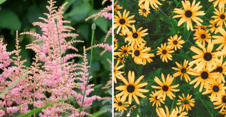 New York Gardeners Should Divide These 10 Plants Right Now