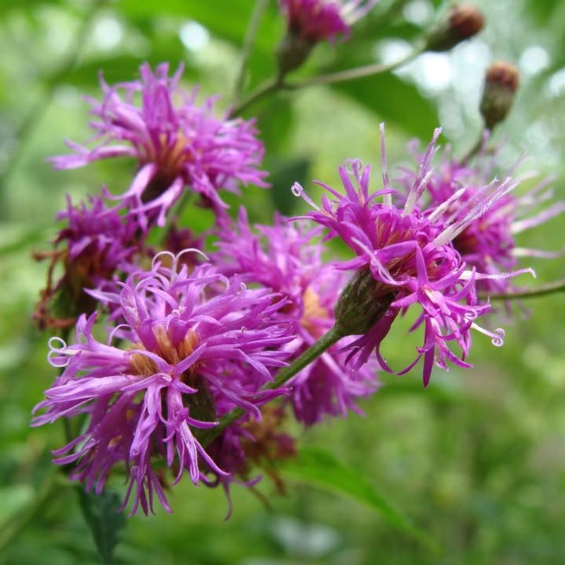 New York Ironweed Adds Bold Purple Color In Late Summer