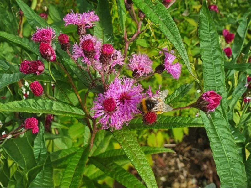 New York Ironweed Adds Purple Color When Cardinals Need Late Season Habitat New York Ironweed Adds Purple Color When Cardinals Need Late Season Habitat