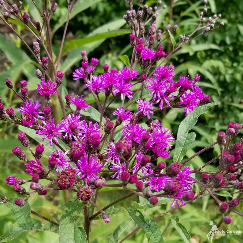 New York Ironweed (Vernonia noveboracensis)