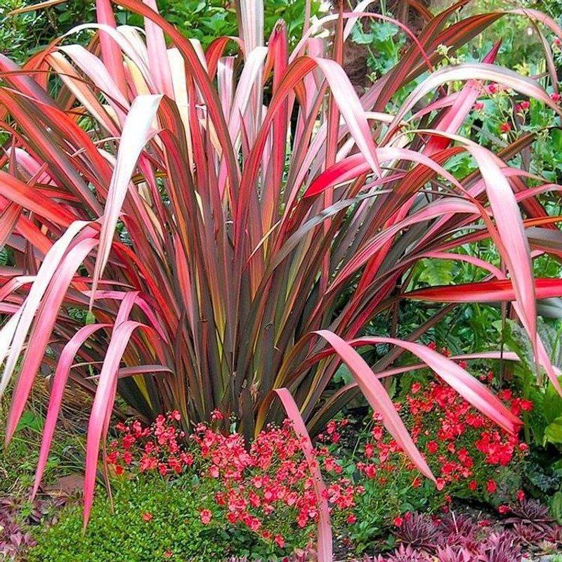 New Zealand Flax
