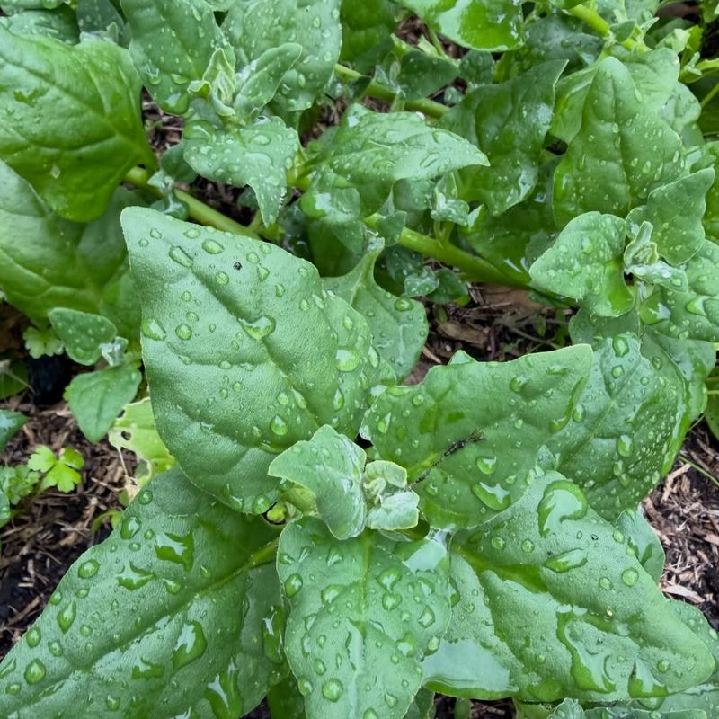 New Zealand Spinach New Zealand Spinach