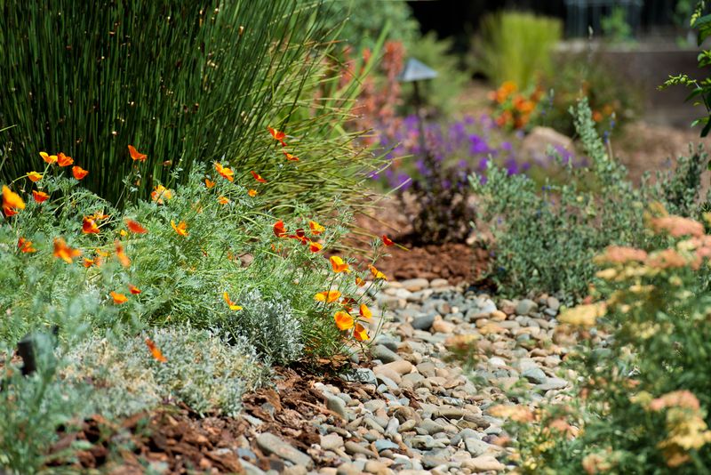 Newly Planted California Native Plants Still In Their First Year
