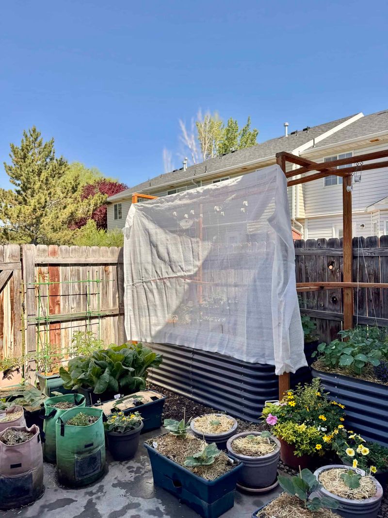 Newly Planted Herbs Adjust Better Under Temporary Cover