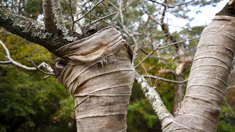 Newly Planted Trees Are More Vulnerable During Hot Weather