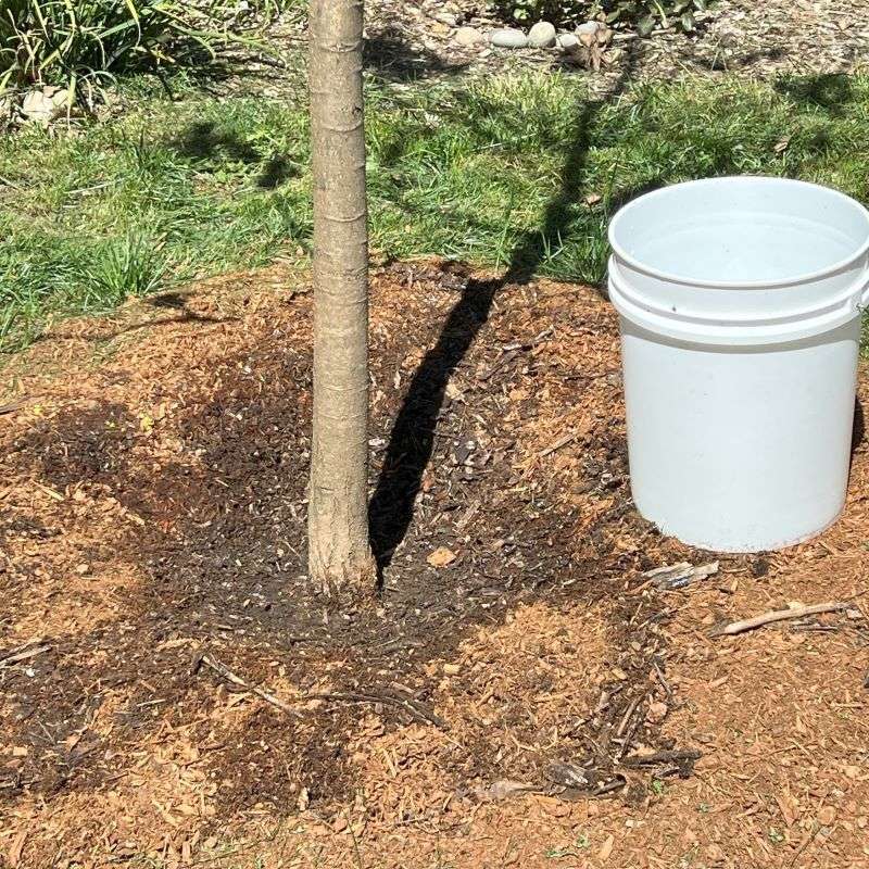Newly Planted Trees