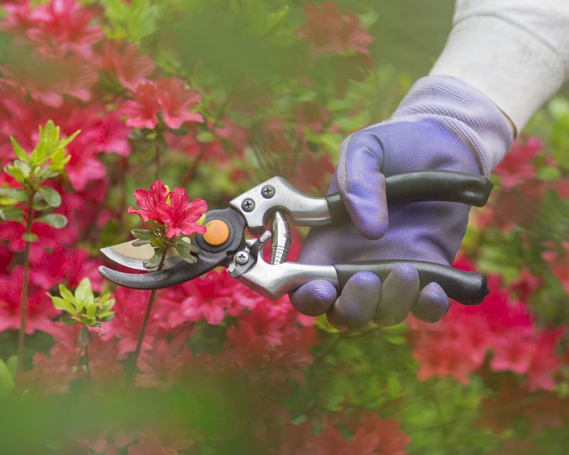 Next Spring's Flower Buds May Be Removed