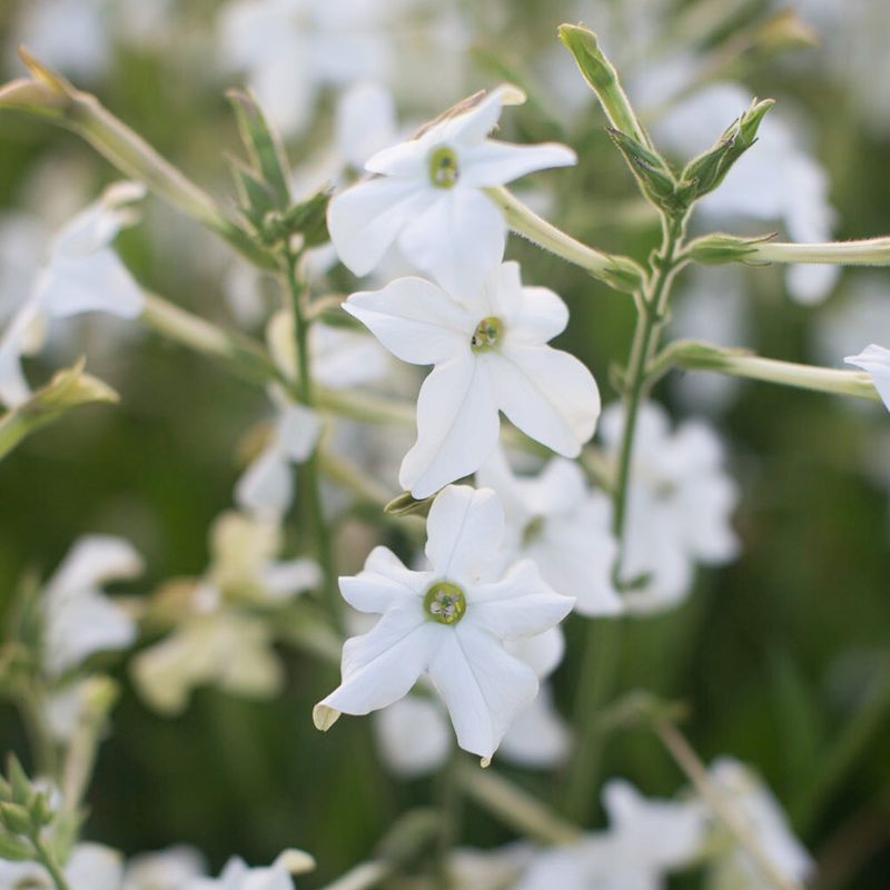 Nicotiana