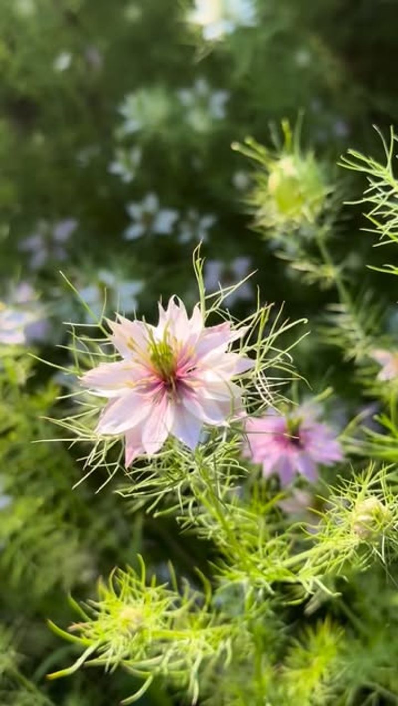 Nigella