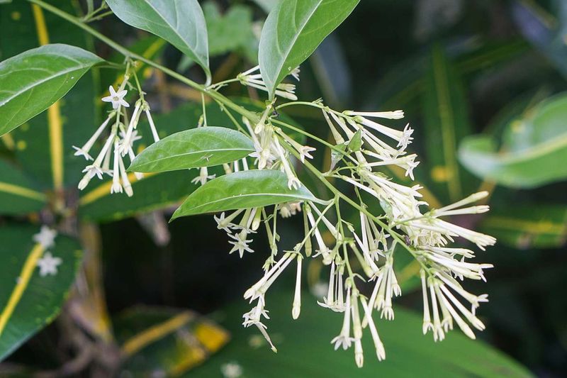 Night-Blooming Jasmine