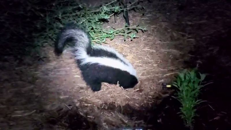 Nighttime Sightings Between Dusk And Dawn