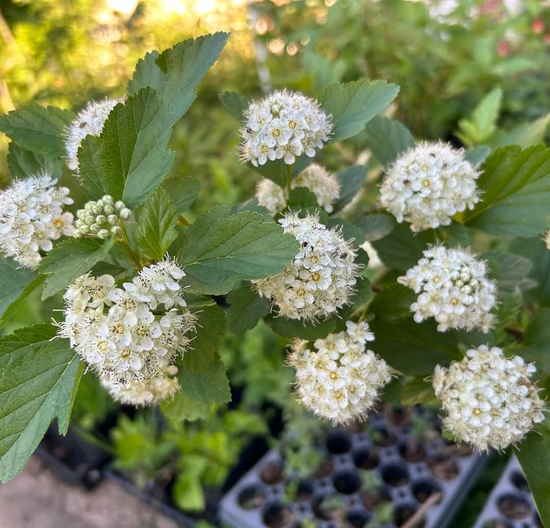 Ninebark