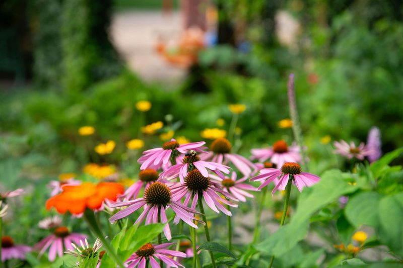 Ninebark And Purple Coneflower Create A Pollinator Friendly Screen