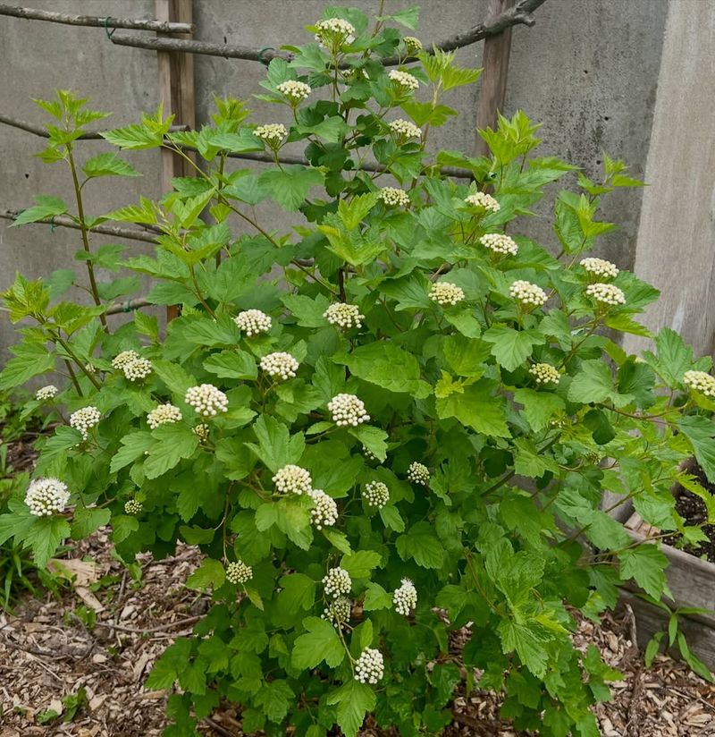 Ninebark Becomes More Graceful The Older It Gets
