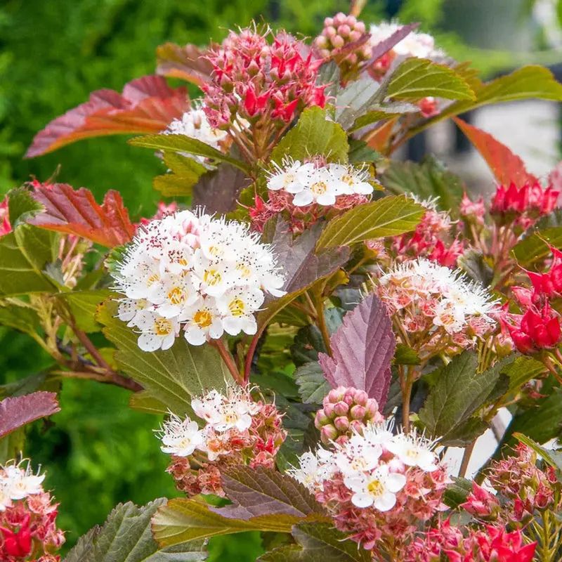 Ninebark Flowers More Naturally Without Excessive Pruning