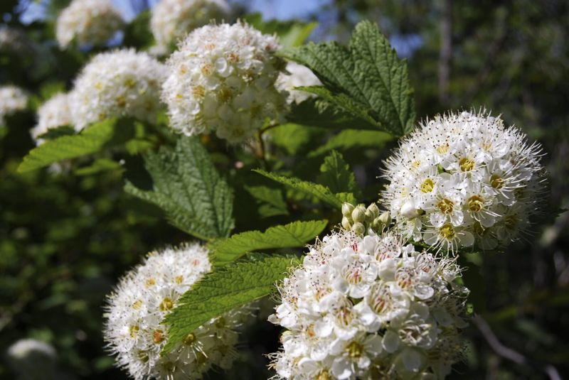 Ninebark Offers Tough Four-Season Interest Ninebark Offers Tough Four-Season Interest