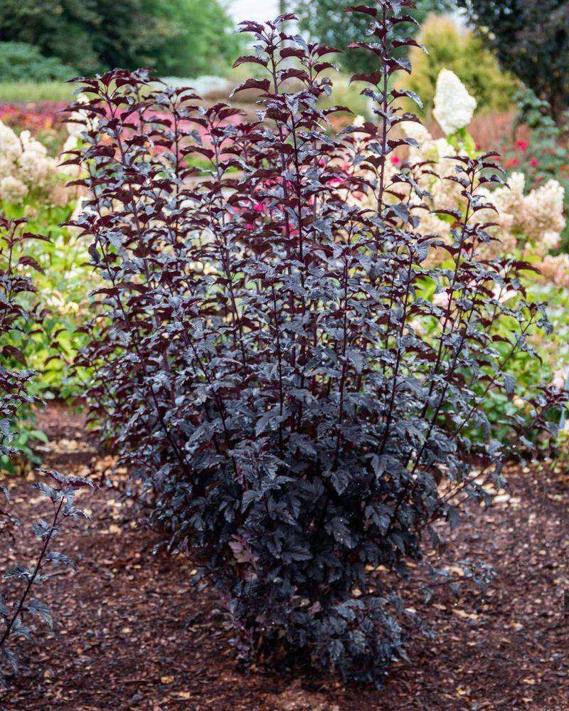 Ninebark