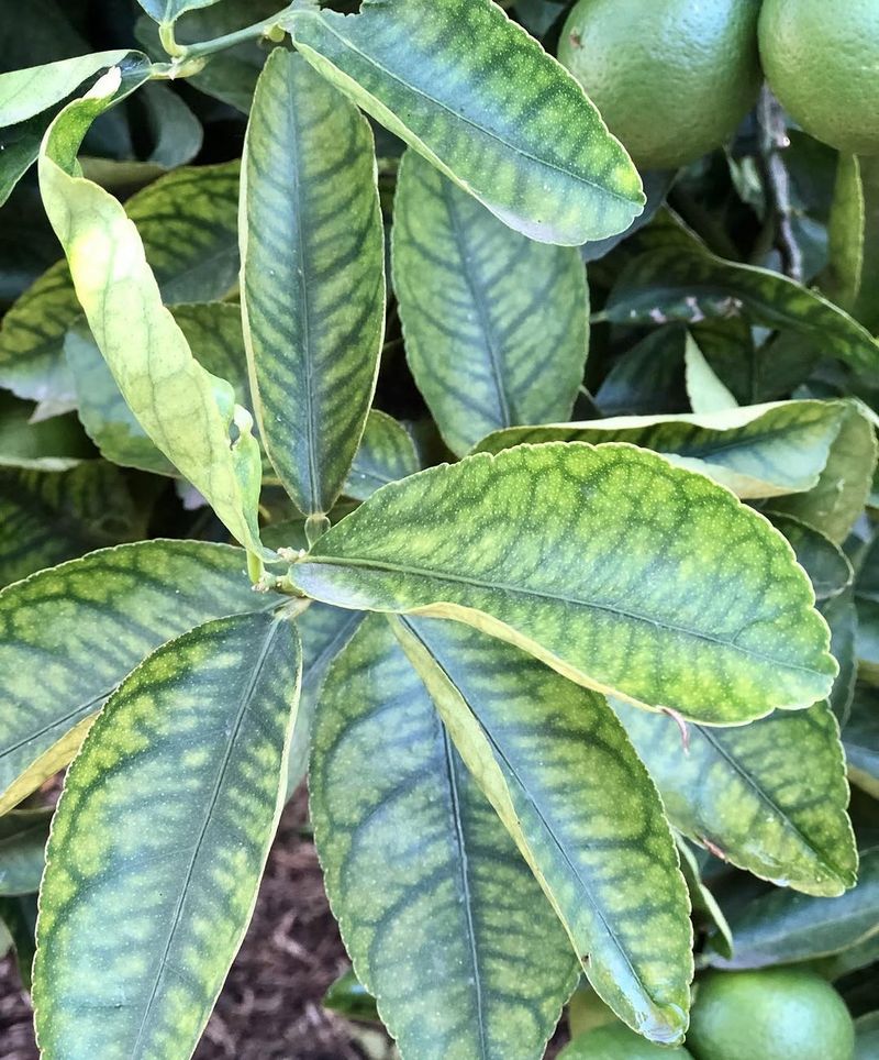 Nitrogen Deficiency