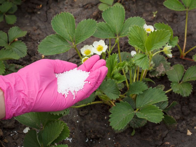 Nitrogen Only Helps If Plants Need It Nitrogen Only Helps If Plants Need It