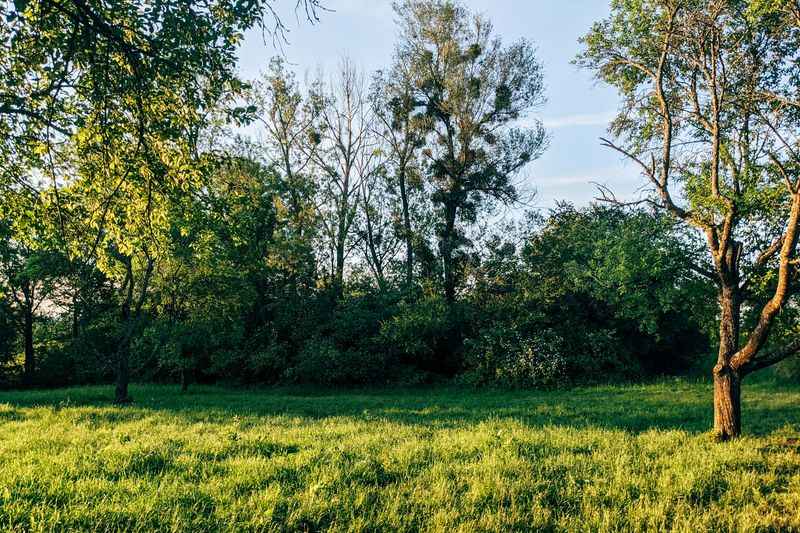 No Buffer Between The Lawn And The Woods? Ticks Walk Right In