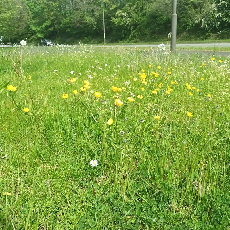 No Mow May Encourages More Spring Flowers To Bloom