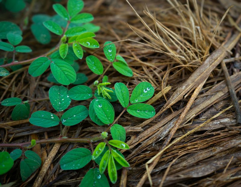 No Mulch Causes Moisture Swings No Mulch Causes Moisture Swings