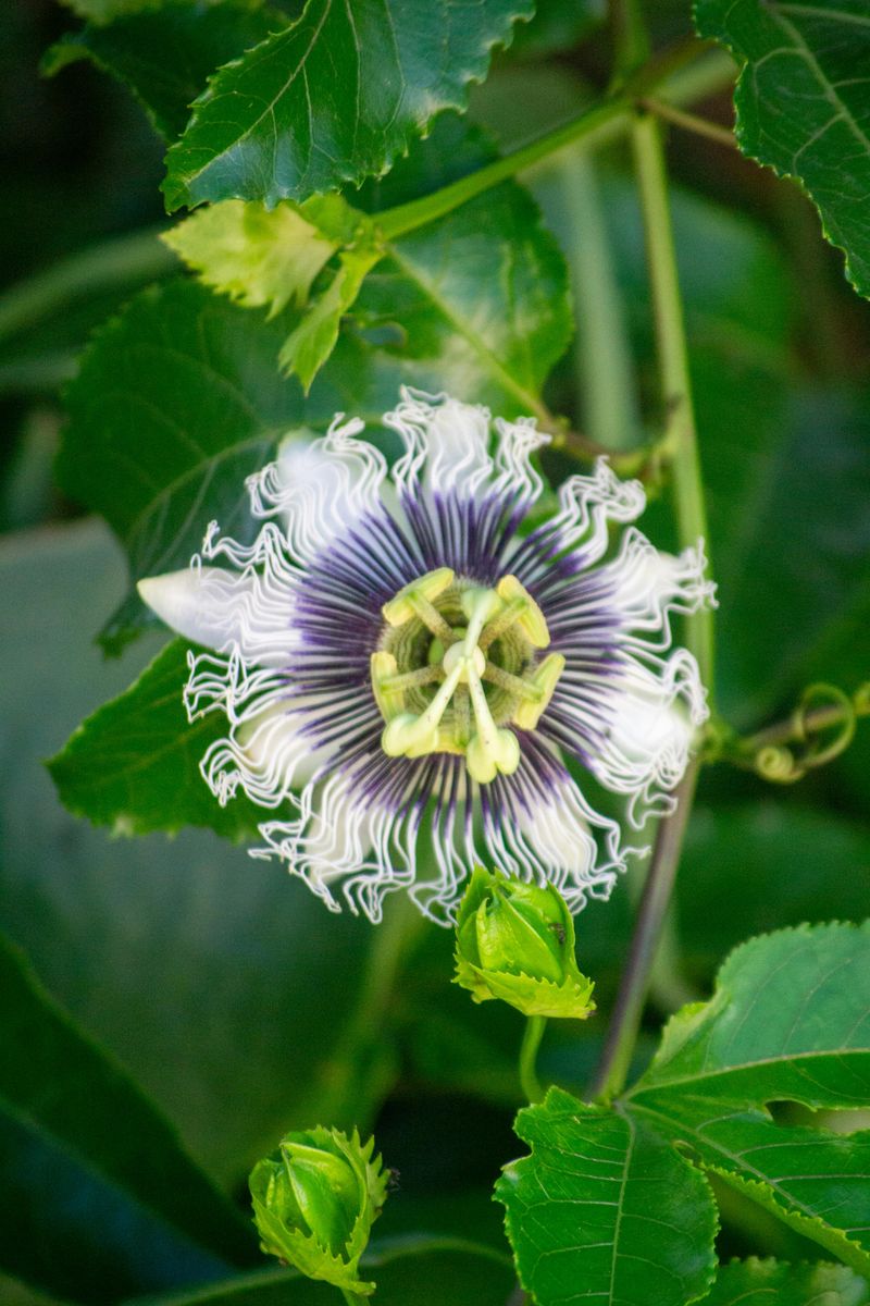 Nobody Believes Passionflower Vine Is Real Until They See It