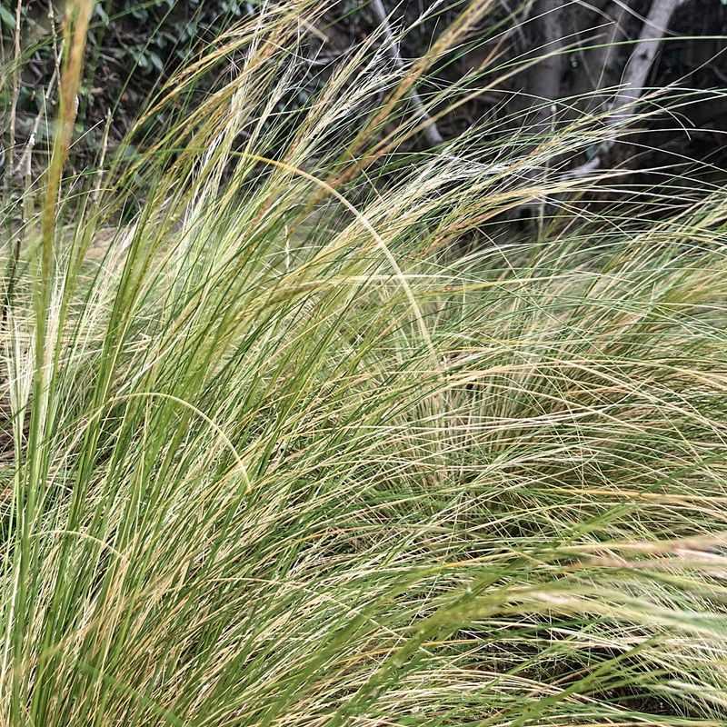 Nodding Needlegrass Fills In With Soft Natural Texture