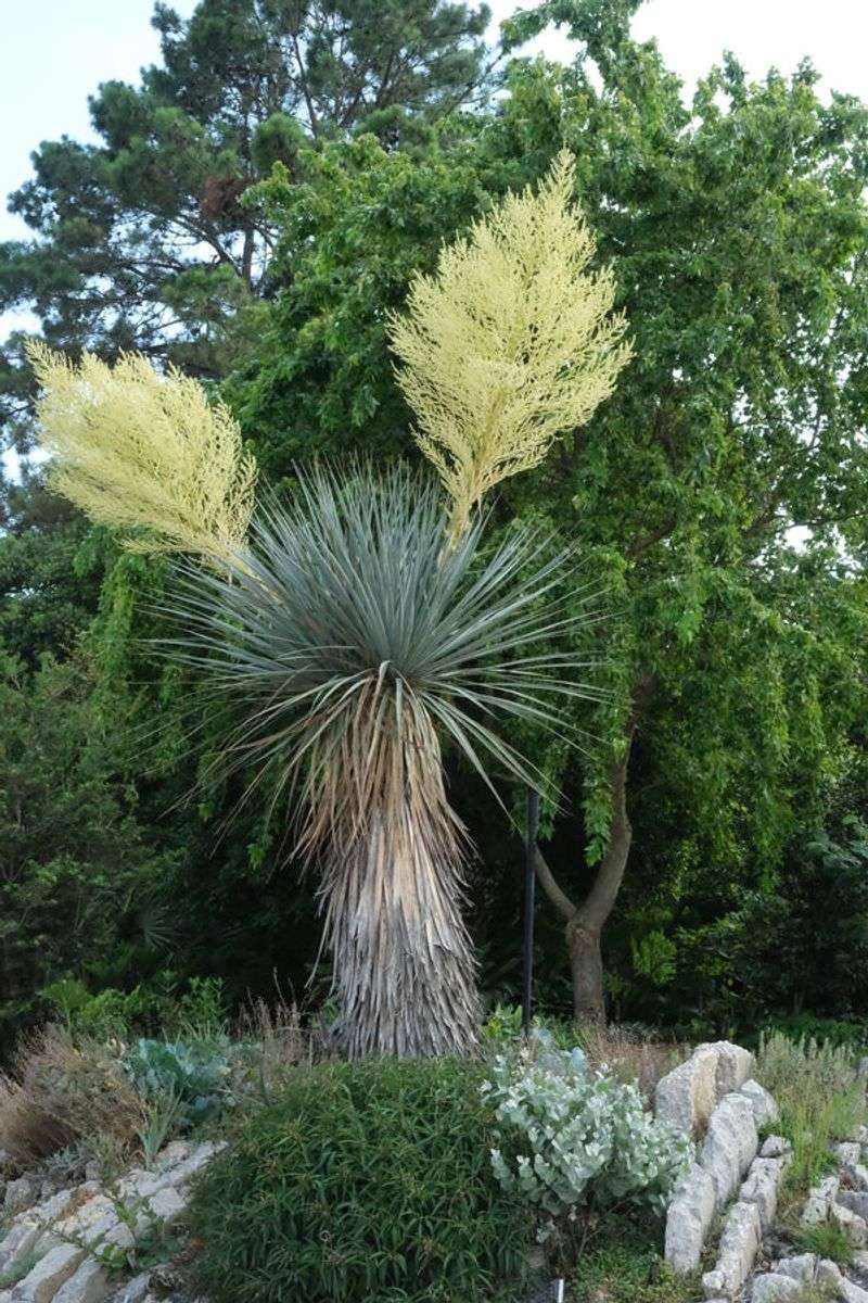 Nolina Nelsonii Creates A Striking Focal Point