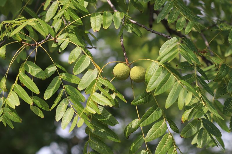 Non-Composted Black Walnut Leaves