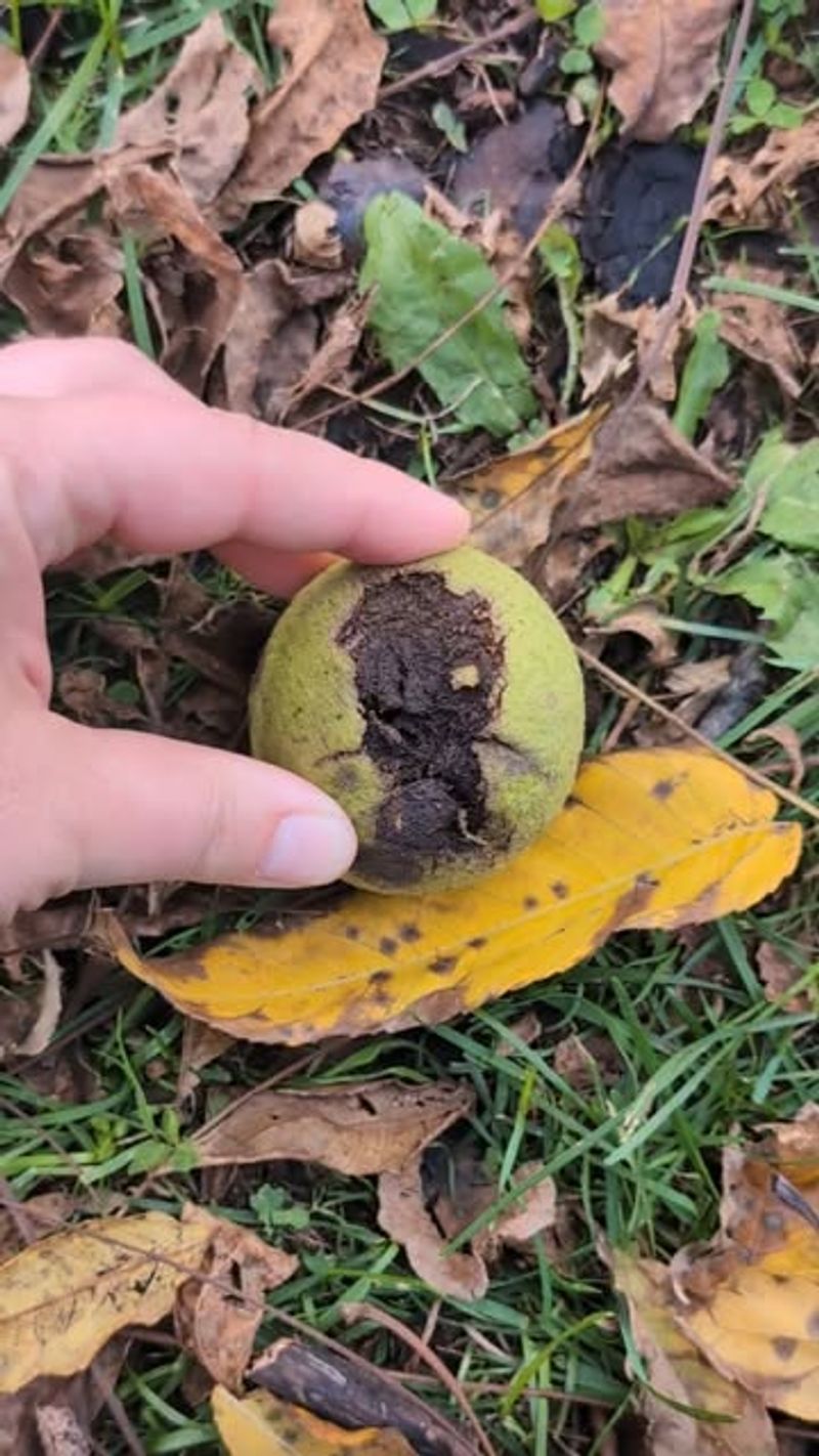 Non-Composted Black Walnut Material