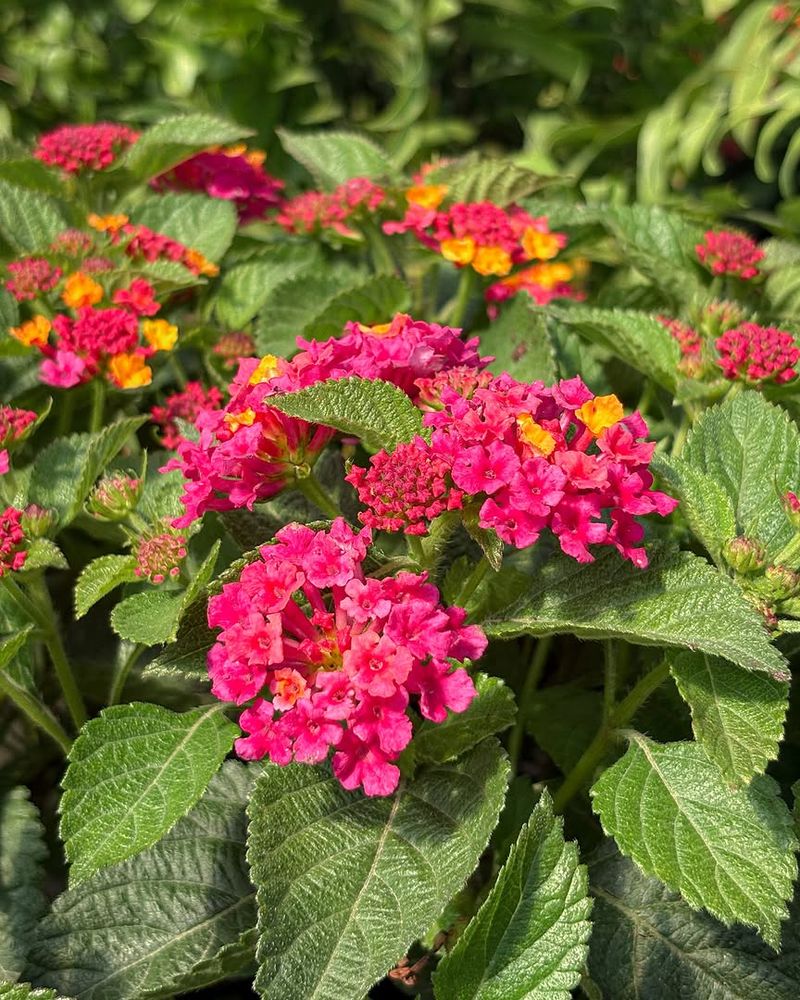 Non-Native Lantana Is Not The Butterfly Plant The Label Promises Non-Native Lantana Is Not The Butterfly Plant The Label Promises
