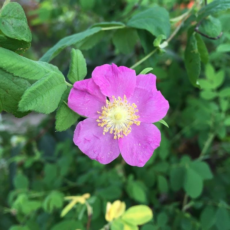Nootka Rose
