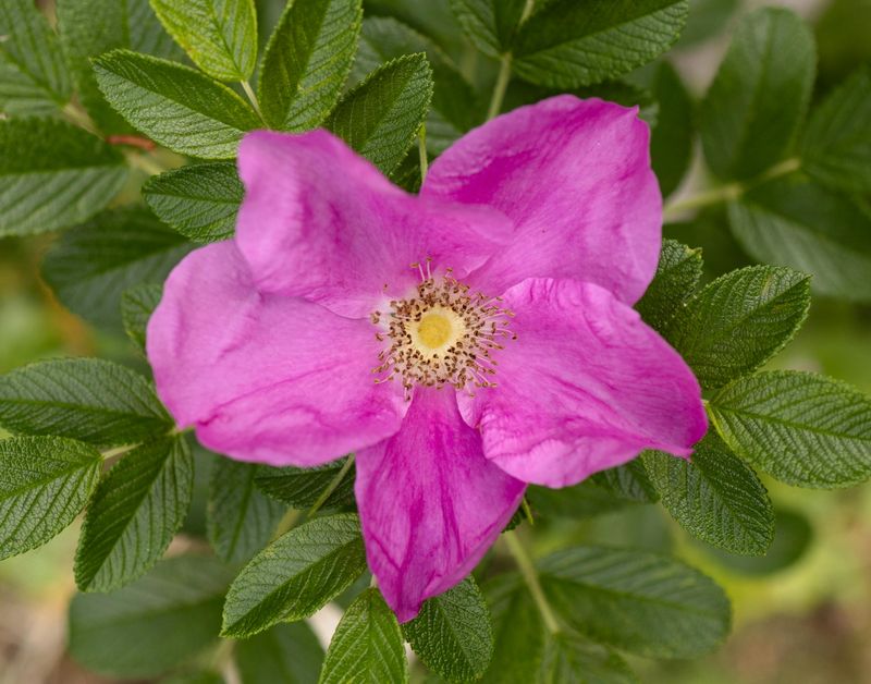 Nootka Rose