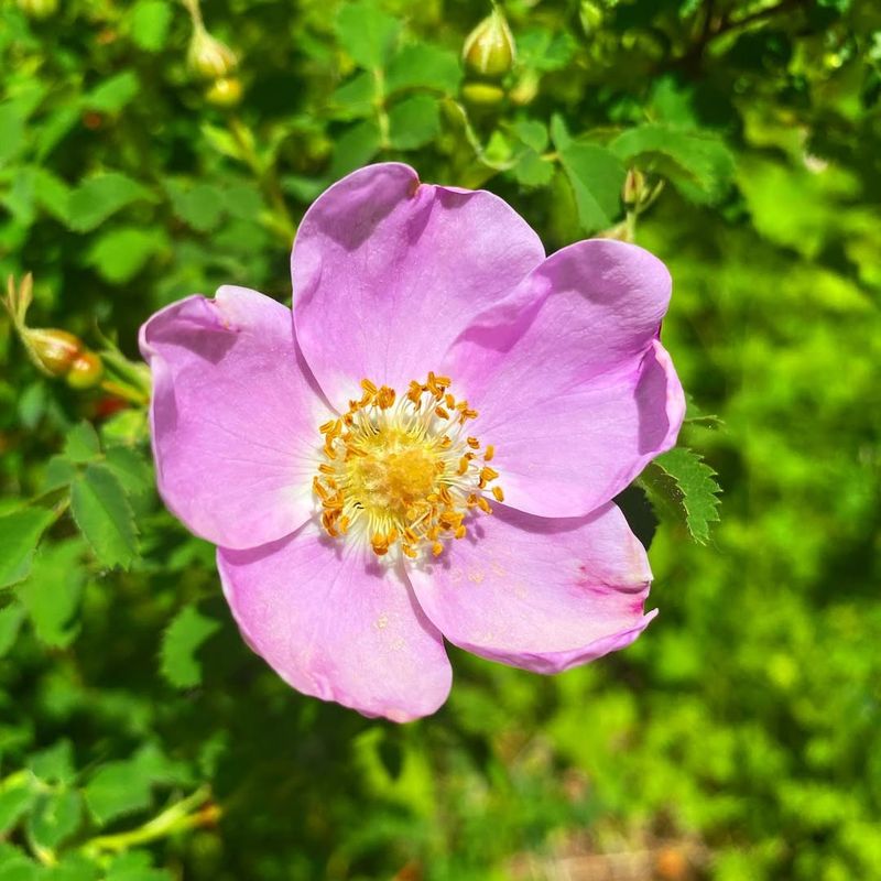 Nootka Rose
